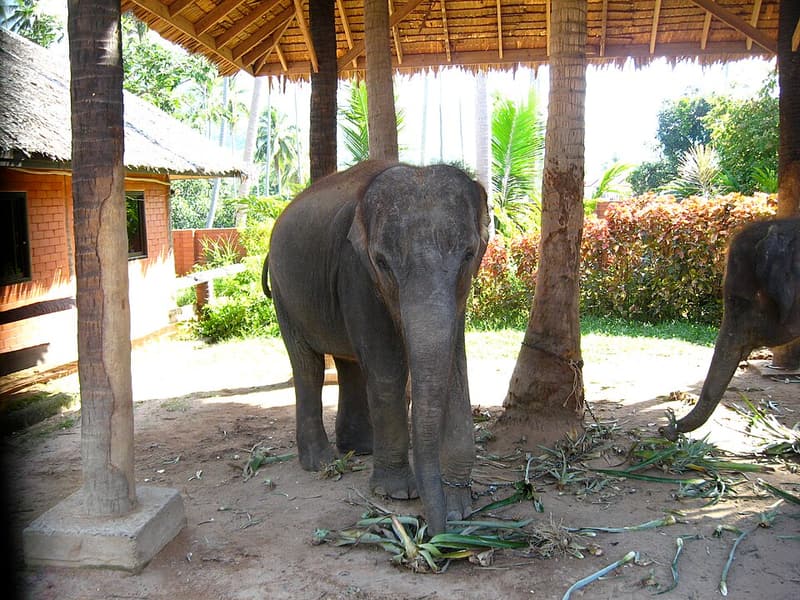 Two elephants standing in the shade of palm trees on Koh Samui